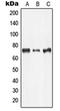 Aspartyl-tRNA synthetase, cytoplasmic antibody, orb341114, Biorbyt, Western Blot image 