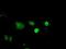DNA-binding protein inhibitor ID-3 antibody, NBP2-02136, Novus Biologicals, Immunocytochemistry image 