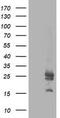 Adenylate kinase isoenzyme 4, mitochondrial antibody, CF503307, Origene, Western Blot image 