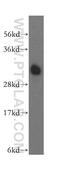 ATPase H+ Transporting V1 Subunit E1 antibody, 15280-1-AP, Proteintech Group, Western Blot image 