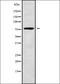 Mitochondrial Ribosomal Protein L45 antibody, orb337907, Biorbyt, Western Blot image 