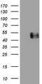 Interleukin 12B antibody, TA807502, Origene, Western Blot image 