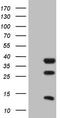 Clock Circadian Regulator antibody, TA804782, Origene, Western Blot image 