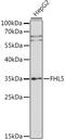 Four And A Half LIM Domains 5 antibody, A09815, Boster Biological Technology, Western Blot image 