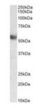 Leukocyte immunoglobulin-like receptor subfamily A member 4 antibody, orb389371, Biorbyt, Western Blot image 