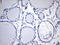 Cytohesin 4 antibody, LS-C795900, Lifespan Biosciences, Immunohistochemistry paraffin image 