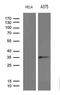 RPA Interacting Protein antibody, MA5-27310, Invitrogen Antibodies, Western Blot image 
