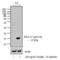 Proliferation And Apoptosis Adaptor Protein 15 antibody, 44-836G, Invitrogen Antibodies, Western Blot image 