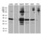 Serine/threonine-protein phosphatase 4 catalytic subunit antibody, LS-C799688, Lifespan Biosciences, Western Blot image 