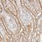 Neuroendocrine secretory protein 55 antibody, HPA027478, Atlas Antibodies, Immunohistochemistry frozen image 