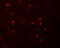 NLR Family Pyrin Domain Containing 6 antibody, A03636, Boster Biological Technology, Immunofluorescence image 