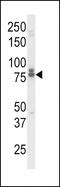 CD218b antibody, LS-C165182, Lifespan Biosciences, Western Blot image 
