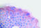 PDGF-AA antibody, XP-5254, ProSci, Immunohistochemistry paraffin image 