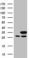 Phosphoglycerate Mutase Family Member 4 antibody, TA810795, Origene, Western Blot image 