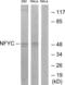 Nuclear Transcription Factor Y Subunit Gamma antibody, LS-C120177, Lifespan Biosciences, Western Blot image 