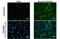 Zika Virus antibody, GTX634155, GeneTex, Immunofluorescence image 