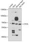CCCTC-Binding Factor Like antibody, GTX32476, GeneTex, Western Blot image 