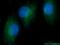 Tyrosine 3-Monooxygenase/Tryptophan 5-Monooxygenase Activation Protein Gamma antibody, 12381-1-AP, Proteintech Group, Immunofluorescence image 