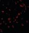 NLR Family CARD Domain Containing 4 antibody, orb86731, Biorbyt, Immunofluorescence image 