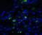 Trefoil Factor 3 antibody, NBP1-76514, Novus Biologicals, Immunofluorescence image 