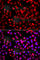 MTUS1 antibody, A7601, ABclonal Technology, Immunofluorescence image 