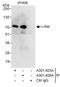 Proto-oncogene c-Rel antibody, A301-826A, Bethyl Labs, Immunoprecipitation image 