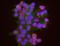 EWS RNA Binding Protein 1 antibody, NB200-182, Novus Biologicals, Proximity Ligation Assay image 