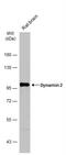 DNM2 antibody, NBP2-16244, Novus Biologicals, Western Blot image 