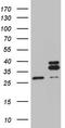 Mitochondrial Ribosomal Protein L10 antibody, TA808643S, Origene, Western Blot image 