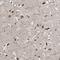 Zinc Fingers And Homeoboxes 2 antibody, NBP1-82955, Novus Biologicals, Immunohistochemistry frozen image 