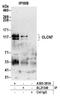 Chloride Voltage-Gated Channel 7 antibody, A305-381A, Bethyl Labs, Immunoprecipitation image 