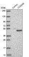 Coiled-Coil Domain Containing 68 antibody, NBP2-47520, Novus Biologicals, Western Blot image 