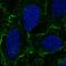 Desmocollin 3 antibody, HPA073937, Atlas Antibodies, Immunocytochemistry image 