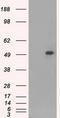 CD4 antibody, CF500484, Origene, Western Blot image 