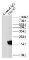 CD247 Molecule antibody, FNab01452, FineTest, Immunoprecipitation image 