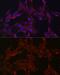 Dual Specificity Phosphatase 6 antibody, GTX32567, GeneTex, Immunocytochemistry image 