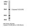 Caspase 9 antibody, AP20208PU-N, Origene, Western Blot image 