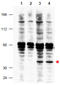 Fanconi anemia group F protein antibody, AP09249PU-N, Origene, Western Blot image 