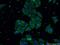 Ubiquitin carboxyl-terminal hydrolase 13 antibody, 66176-1-Ig, Proteintech Group, Immunofluorescence image 