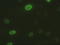 DNA Fragmentation Factor Subunit Alpha antibody, TA500061, Origene, Immunofluorescence image 