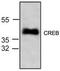 Cyclic AMP-responsive element-binding protein 1 antibody, TA318905, Origene, Western Blot image 