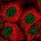 Solute carrier family 15 member 1 antibody, NBP1-92005, Novus Biologicals, Immunocytochemistry image 