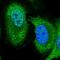 DENN Domain Containing 1B antibody, HPA042586, Atlas Antibodies, Immunofluorescence image 
