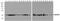 GAPDH antibody, TA349006, Origene, Western Blot image 