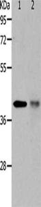 Tripartite Motif Containing 63 antibody, CSB-PA271046, Cusabio, Western Blot image 