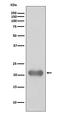 Diablo IAP-Binding Mitochondrial Protein antibody, M03790, Boster Biological Technology, Western Blot image 