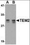 Dexamethasone-induced Ras-related protein 1 antibody, orb88742, Biorbyt, Western Blot image 
