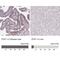 Phosphorylated CTD-interacting factor 1 antibody, NBP2-13740, Novus Biologicals, Immunohistochemistry paraffin image 