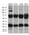 Ribosomal Protein L10a antibody, LS-C799653, Lifespan Biosciences, Western Blot image 