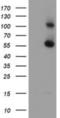 RNA Binding Motif Protein 46 antibody, NBP2-01993, Novus Biologicals, Western Blot image 